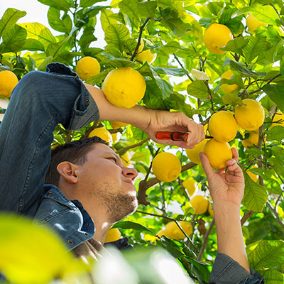 Fruit harvest